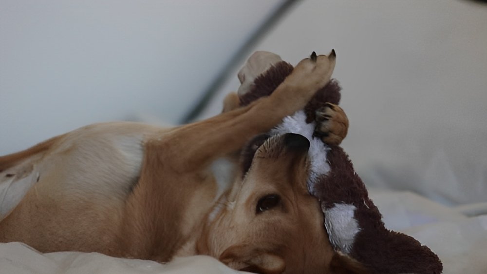Remove Pet Hair from Plushies