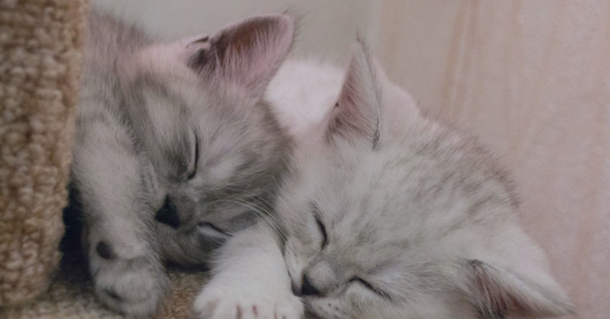 Your Child & Plushies: When to Start and When to Stop