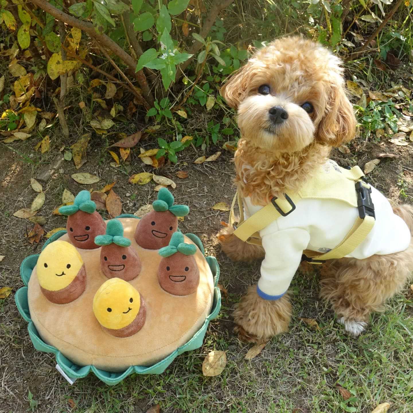 Pawsitively Sweet Potato Pals Wakaii